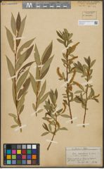 Foto von Salix alba L. x Salix pentandra L.
